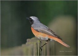 <p>REHEK ZAHRADNÍ (Phoenicurus phoenicurus) /Common redstart - Gartenrotschwanz/</p>
